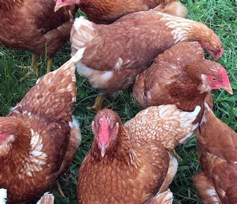 Chickens for sale in craigslist. Chicks, Chickens, Pullets, Cockerels, Hens & Roosters for Sale Please visit our Price List Page to find out what rare and heritage breeds are available this 2022 Season. Every once in a while, we also offer hatching eggs. 