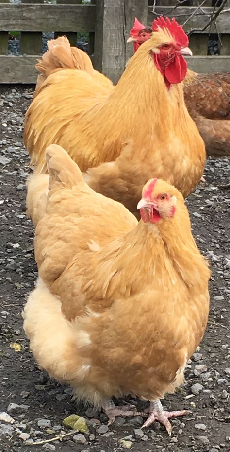 Chickens for sale in my area. 12 x polish x silkie: 4 yellow 8 black/grey $8each or $90 for the lot 3 Brahma with more hatching $8 each. Collect from Mittagong, Wollongong and Sutton Forest, see more below. All chickens are vaccinated, hens are guaranteed. We have 3 breeds of hens, all lay beautifully from around 21 weeks of age. 