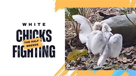 Chicks fighting videos.  The #1 urban outlet responsible for breaking the latest ...