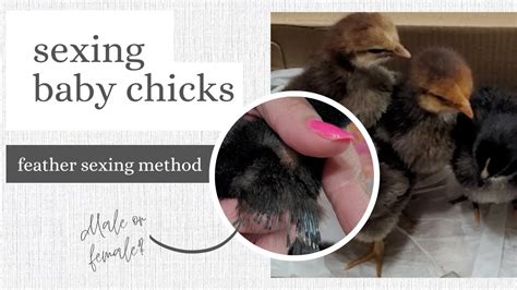 Chicks having sex with huge objects.  An ever-increasing number of self-inflict...