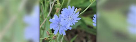 Chicory root side effects General center SteadyHealth.com