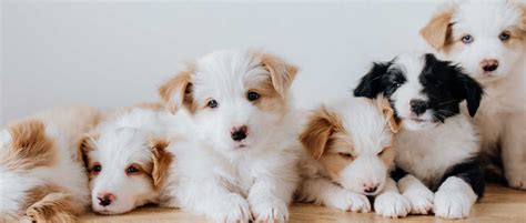 Chiens et chiots