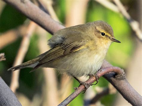 🍆 Chiffchaff Leaked +18