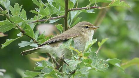 Chiffchaff Song and Contact Call - YouTube