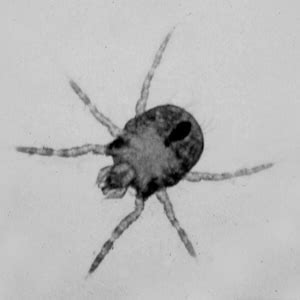 Chiggers Learn About Chiggers In DFW & Houston, Texas - All …