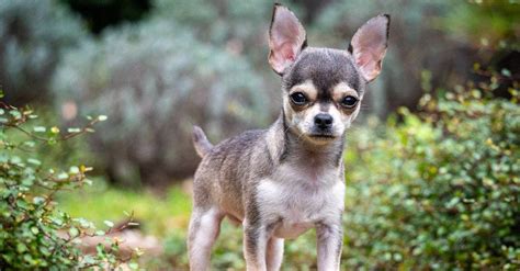 Chihuahua Onlyfans Leak
