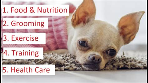 Chihuahua 101 - Feeding, Grooming, Training & Health Care of