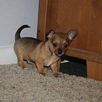 Chihuahua Dogs for Adoption near Raleigh, North Carolina, USA, …