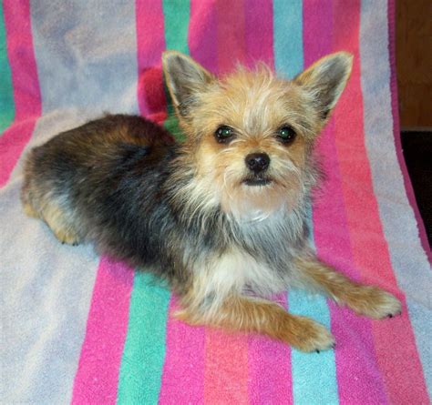 Chihuahua Yorkie Hypoallergenic