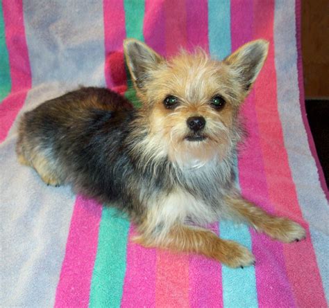 Grooming Chihuahua Yorkie Mix Black