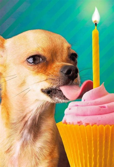 Chihuahua birthday gif. Browse 370+ happy birthday chihuahua stock photos and images available, or start a new search to explore more stock photos and images. Sort by: Most popular Chihuahua at table in front of blue background … 