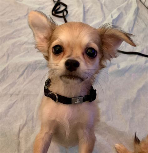 Find a Chihuahua puppy from reputable breeders near you in Alabas