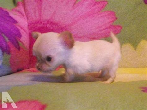 AnimalsSale found Chihuahua puppies for sale in Kentucky near you, which meet your criteria. Find a puppies near me Category. Pet type. Country. Zip Code Price. 0 1000000 > 5000$ Search. Find more ...