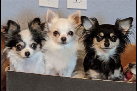 Chihuahua breeders in my area. We have long haired and smooth coats available for adoption . All puppies come with their first set of shots,and a written health guarantee. Akc & non registered. Parents are on site. Nutri Source (purple bag) is what we feed our chihuahuas. New litter born 10/3/23 and 12/12/23. Text 480-278-0716 for pictures & prices. 