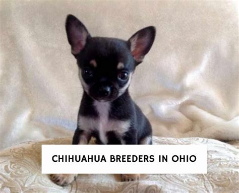 We are a reputable Chihuahua breeder and strive to 