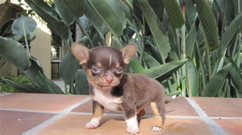 Adorable long-haired purebred Chihuahua puppies for sale, b