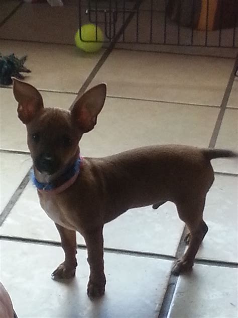 Chihuahua dachshund mix for sale. Browse search results for chihuahua dachshund Pets and Animals for sale in California. AmericanListed features safe and local classifieds for everything you need! States. For Sale. Real Estate. Jobs. Login. Post an Ad. 