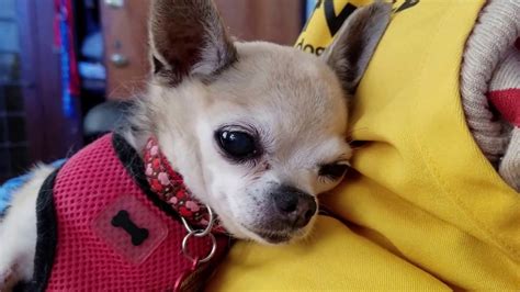 Chihuahua dog rescue. Things To Know About Chihuahua dog rescue. 