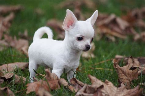 Chihuahua dogs for adoption. Things To Know About Chihuahua dogs for adoption. 