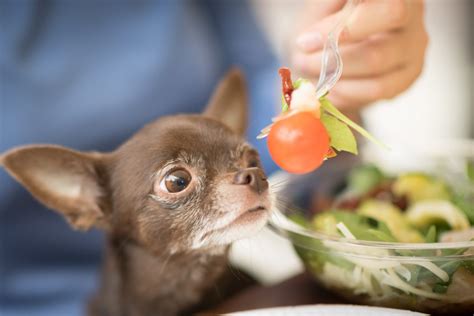 Chihuahua food. 