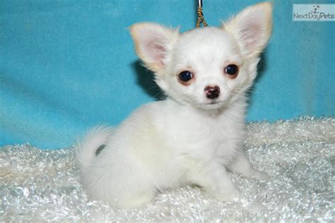 AKC Chihuahua puppies available for sale in Minnesota