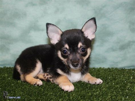 Adorable Chihuahua Terrier mix puppies for sale. Love to play and cuddle. Message me at (773) 698-3968. Tags: Chihuahua Puppy for sale in CHICAGO, IL, USA. Simplify Your Perfect PUPPY SEARCH.. 