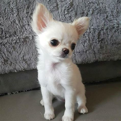 Tuck - Chihuahua Puppy for Sale in Wilkes barre, PA. Male. $900. $1,900. Abby PENDING - Chihuahua Puppy for Sale in Queens, NY. Female. $1,300. Lincoln - Chihuahua Puppy for Sale in Mifflintown, PA. Male..