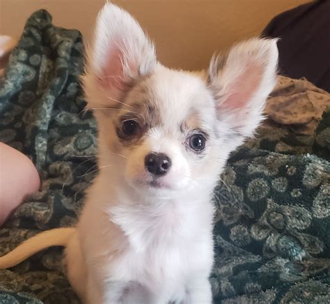 What is the typical price of Chihuahua puppies in Vi