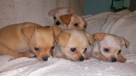 The typical price for Chihuahua puppies for sale in Redmond, WA may va