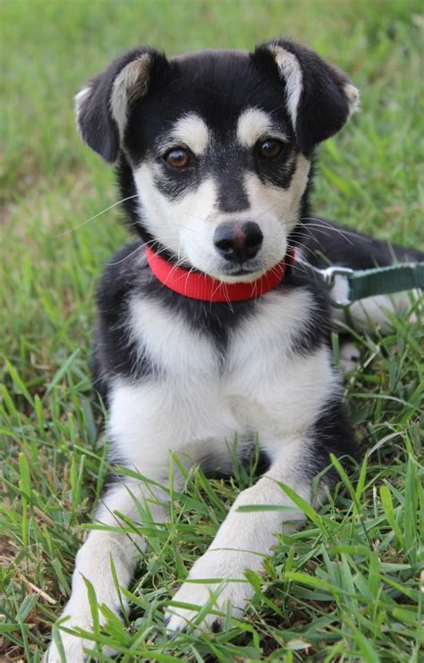 Chihuahua husky mix. Things To Know About Chihuahua husky mix. 