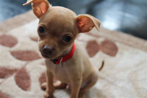 Chihuahua mix for sale. A mix between a Cavalier King Charles Spaniel and a Chihuahua, the Chilier is outgoing, super social, affectionate, and intelligent. However, according to which parent your pup takes after, he ... 