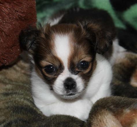 Chihuahua mix puppies for sale. 7 Chihuahua Puppies For Sale In Michigan. Featured Listings. Default Sorting. Cairo. Chihuahua. Lansing, MI. Male, Born on 02/05/2024 - 11 weeks old. $2,200. Cecil. Chihuahua. Lansing, MI. ... Puppies.com will help you find your perfect Chihuahua puppy for sale in Michigan. We've connected loving homes to reputable breeders since 2003 … 