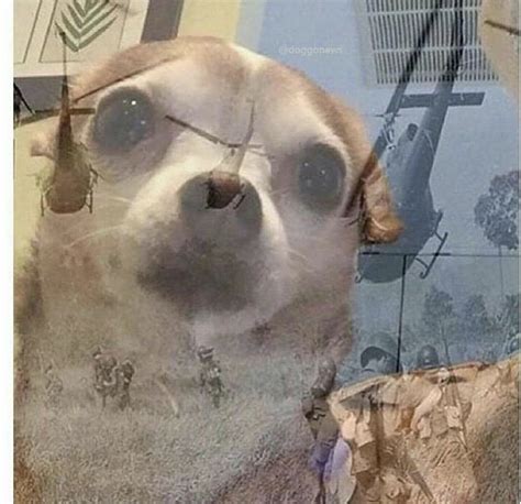 PTSD Chihuahua, also known as Chihuahua Vietnam War Flashbacks, is a reaction image depicting a dog staring off into the distance with a double exposure of photos … See more. 