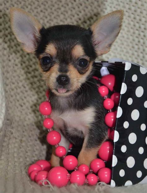 Pets "chihuahua puppies" in Huntsville / Decatur