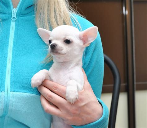 Adopt a Chihuahua near you in South Carolina. Below