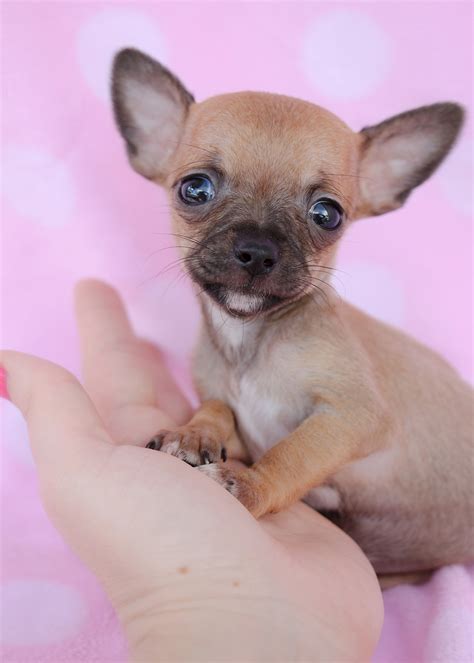 Chihuahua puppies florida. We are a small Chihuahua show breeder/exhibitor located in Central Florida near Orlando, where we raise CHIC Health Tested Chihuahuas and Chihuahua puppies from AKC Championship pedigrees. ... Not all of our Chihuahua puppies will be destined for the show ring, so occasionally we will have very friendly, social, and playful companion Chihuahua ... 