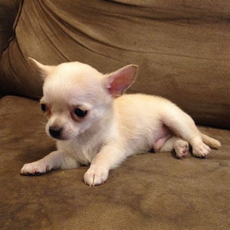 According to Vetstreet, Chihuahuas live 12 to 20 years. Healthy Chihuahuas have one of the longest life spans of any breed of dogs. They are also the smallest breed and the only natural toy-sized breed.. 