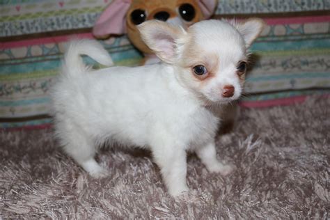 AKC Chihuahua Puppies for Sale 491.77 miles. Breed: Chihuahua. 825. Location: Eaton Rapids, MI. Chihuahua puppies, born the end of December, for sale. Two females and one male. Will be ready to go the end of February. Six hundred dollars, limi…..