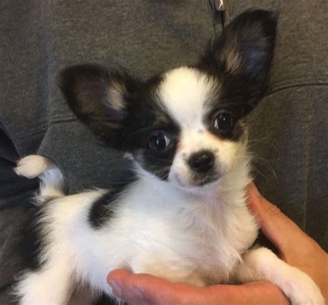 Chihuahua puppies for sale charleston sc. Find a Chihuahua puppy from reputable breeders near you in Charleston, SC. Screened for quality. Transportation to Charleston, SC available. Visit us now to find your dog. 