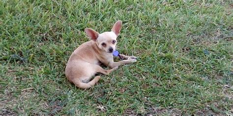 Chihuahua Puppies for Sale in Corpus Christi, TX. Find the Perfect Chihuahua. Browse Chihuahua puppies for sale from 5 Star Breeders. See Available Puppies. 