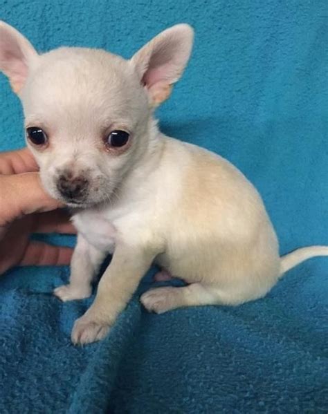 Chihuahua puppies for sale in ky. Things To Know About Chihuahua puppies for sale in ky. 