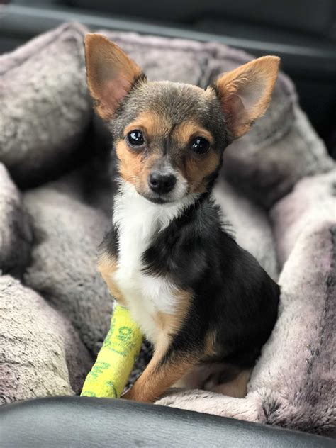  BART Chihuahua Adult Male. Chihuahua · Metairie, LA. Call 504-458-XXXX or 504-427-XXXX for more information. No text messages or emails, please. We do not ship dogs out of state. All adopted dogs must be picked up at Metairie, LA. Over 4 weeks ago on Americanlisted. 