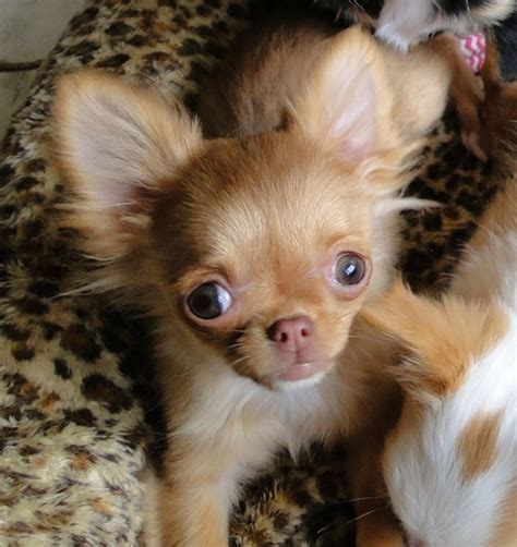 Chihuahua puppies for sale in missouri. Puppies.com will help you find your perfect Chihuahua puppy for sale in Mansfield, MO. We've connected loving homes to reputable breeders since 2003 and we want to help you find the puppy your whole family will love. ... 25 Chihuahua Puppies For Sale Near Mansfield, MO. Featured Listings. Default Sorting. Tiny Jiminy. Chihuahua. Carthage, MO ... 