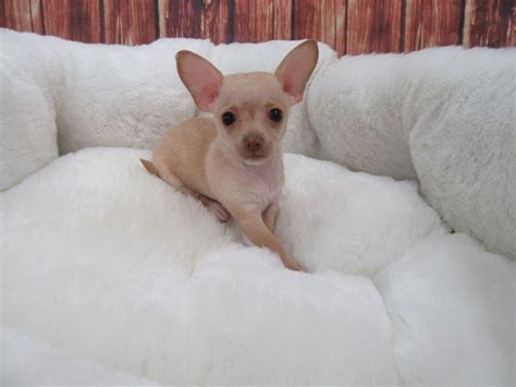 Showing 1 - 21 of 194 Chihuahua puppy litters. AKC Champion Bloodline. Chihuahua Puppies. Males Available. 6 weeks old. Marsha Henderson. Palmyra, ME 04965. BRONZE. AKC Champion Bloodline.. 