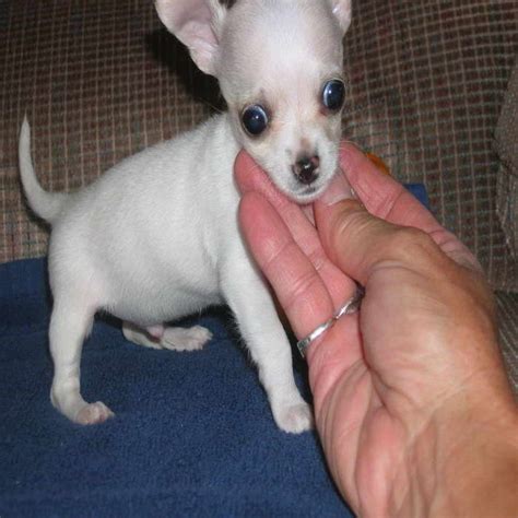 Puppies.com will help you find your perfect Chihuahua puppy for sale in Fairfax, IA. We've connected loving homes to reputable breeders since 2003 and we want to help you find the puppy your whole family will love. ... 6 Chihuahua Puppies For Sale Near Fairfax, IA. Featured Listings. Default Sorting. Snukums. Chihuahua. Waterloo, IA. Female ...