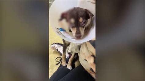Chihuahua puppy beaten, set on fire and left with 3rd-degree burns