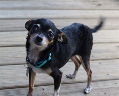 Chihuahua mix. We need an urgent foster (in Orange County) or adopter for Alohi! This sweet girl is trying to transfer to us from... » Read more ». Orange County, Newport Beach, CA. Details / Contact. 21 of 185. Buster (male) ID: 24-05-16-00331. Chihuahua mix..