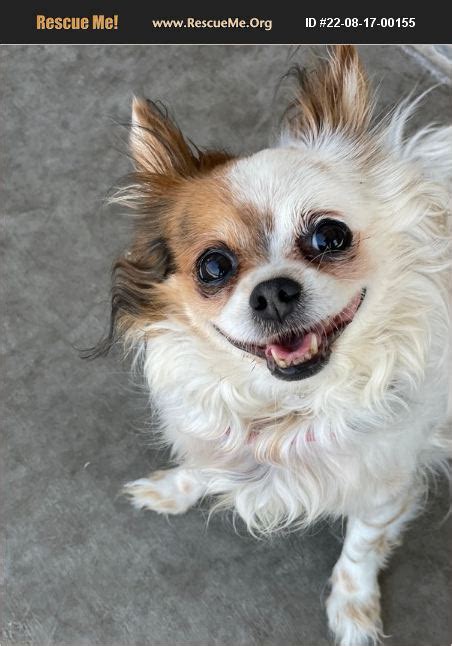 Chiquita Chihuahua Rescue. Animal Rescue Servi