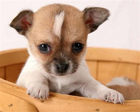 Chihuahua rescue maine. Things To Know About Chihuahua rescue maine. 