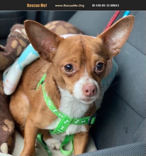 Chihuahua rescue ohio. "Click here to view Chihuahua Dogs in Ohio for adoption. Individuals & rescue groups can post animals free." - ♥ RESCUE ME! ♥ ۬ 